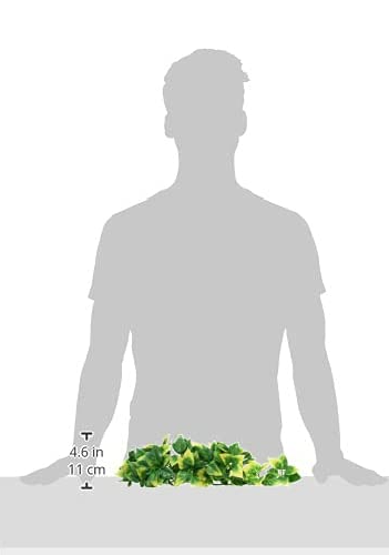 amapallo 4 — kopia.png