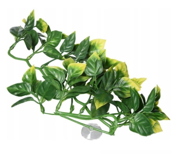 amapallo — kopia.jpg