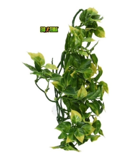 amapallo 1 — kopia.jpg