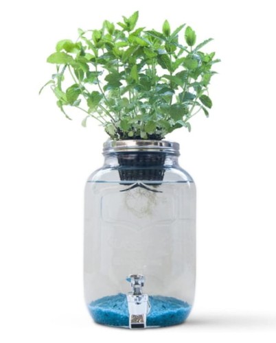 Blue Jar kreatywny system hydroponiczny 1.jpg