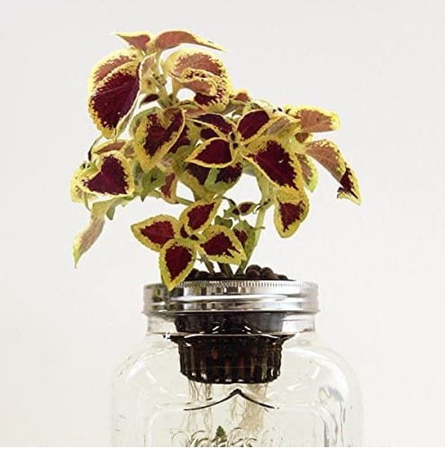 Blue Jar kreatywny system hydroponiczny.jpg