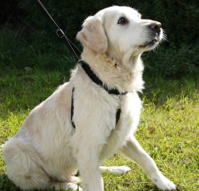 OBROŻA DO TRESURY 2.jpg